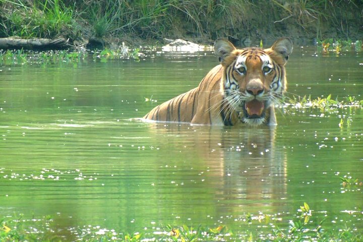 Half Day Sharing Jeep Safari in Chitwan National Park