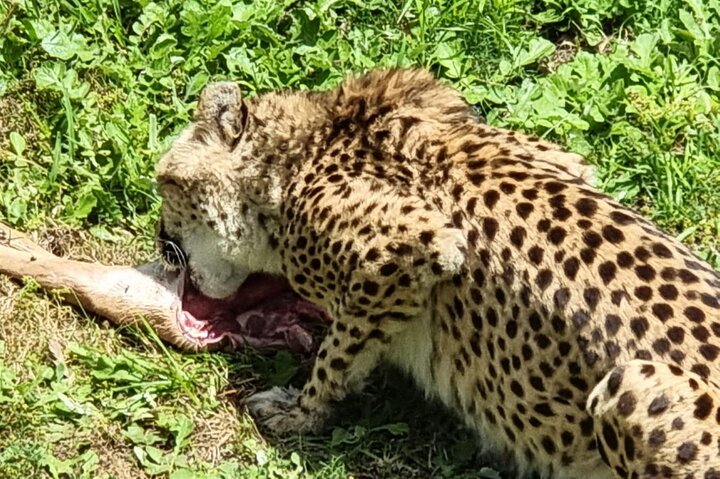 Kragga Kamma Game Park Safari Guided Tour in Port Elizabeth