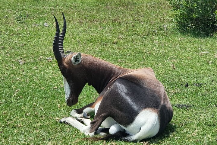 Kragga Kamma Game Park Safari Guided Tour in Port Elizabeth
