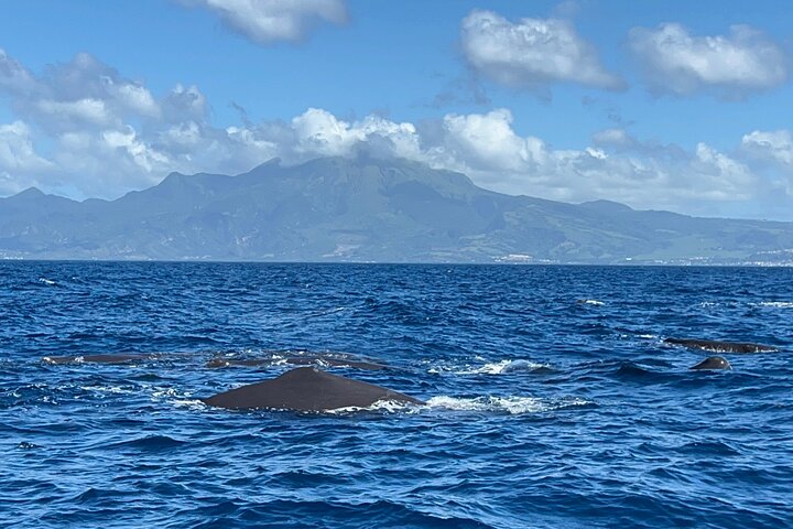 Martinique : Observation des dauphins et snorkeling
