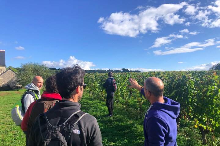 Afternoon Loire Valley Wine Tour from Tours or Amboise