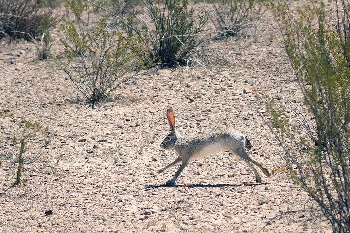 Big Bend National Park Self Guided Audio Tour Guide