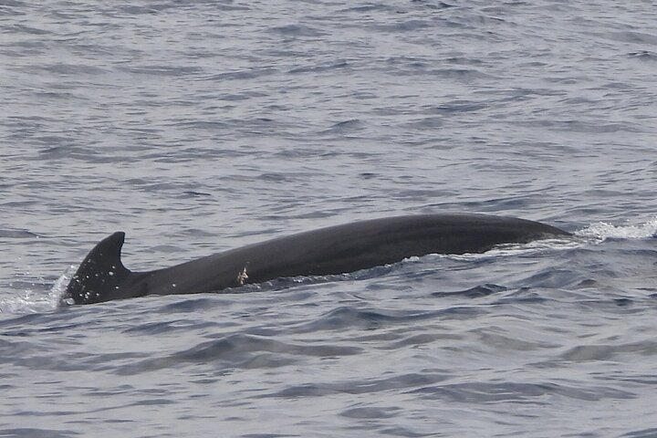 Martinique : Observation des dauphins et snorkeling