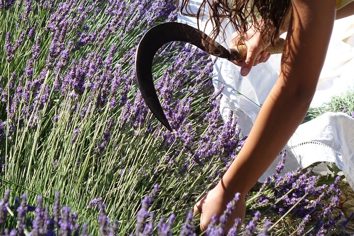 Lavender Harvesting and Distillation Workshop in Bellegarde