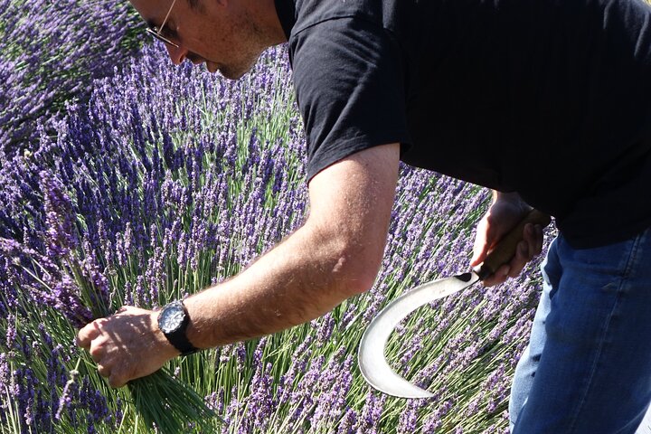 Lavender Harvesting and Distillation Workshop in Bellegarde