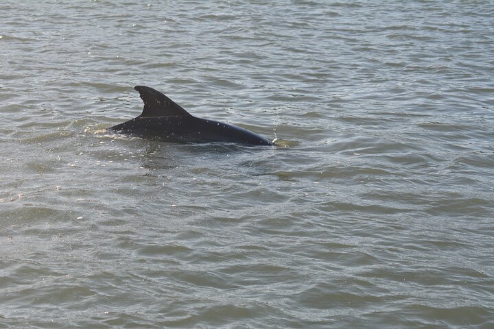 Half Day Shelling Dolphin Eco Tour in 10 000 Island and Marco