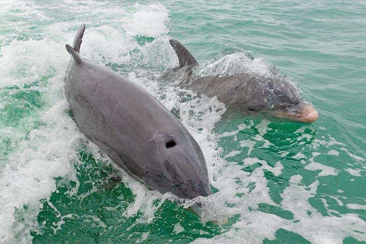 Half Day Shelling Dolphin Eco Tour in 10 000 Island and Marco