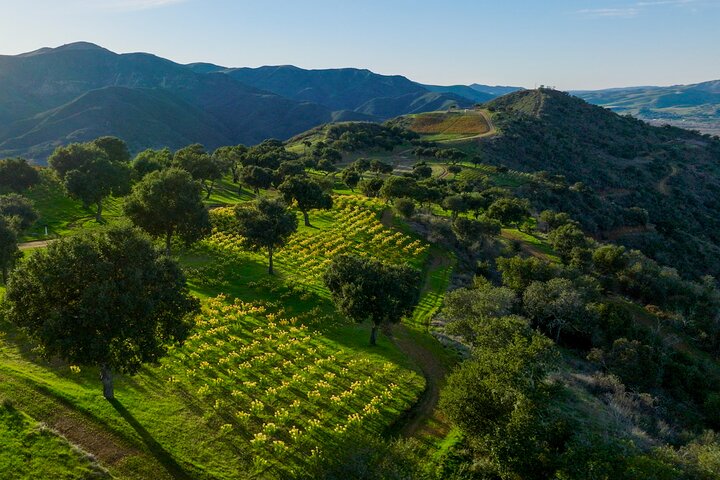 Epic Zipline Tour near Santa Barbara