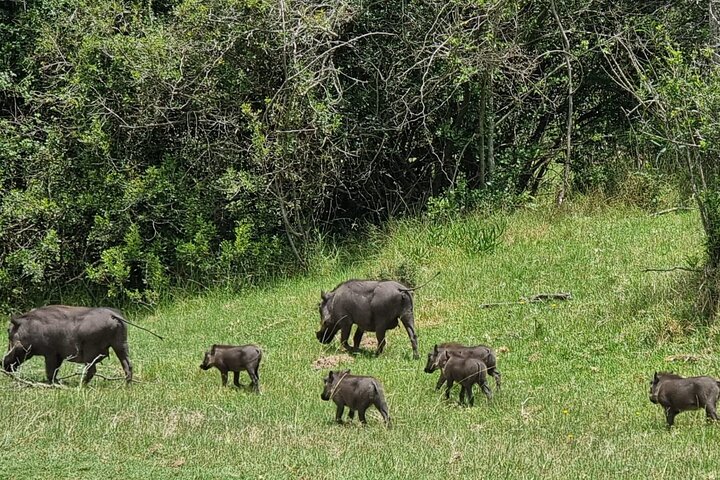 Kragga Kamma Game Park Safari Guided Tour in Port Elizabeth