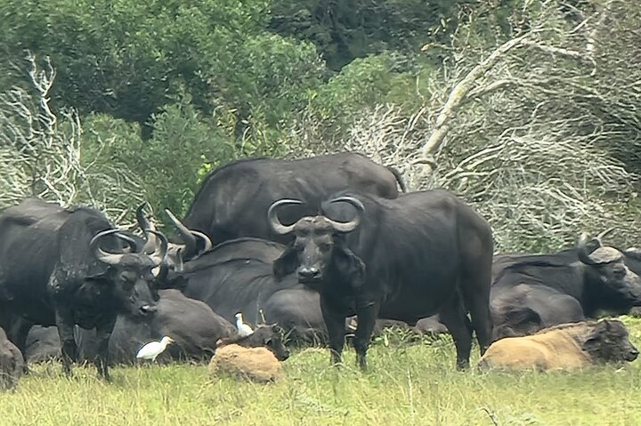 Kragga Kamma Game Park Safari Guided Tour in Port Elizabeth