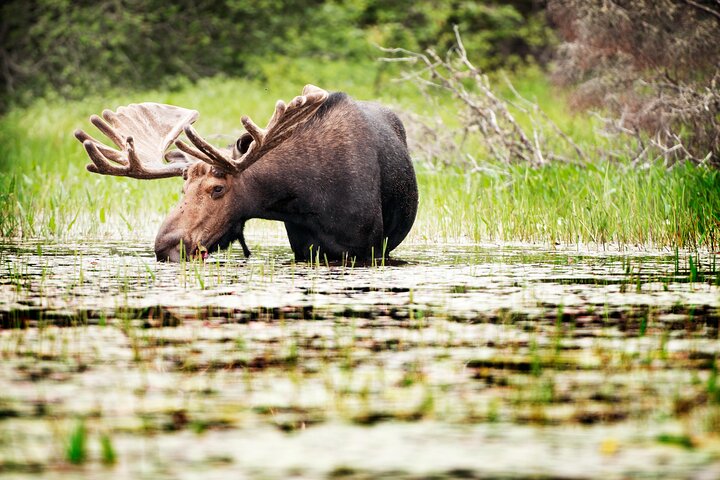 Guided Tours Algonquin Park