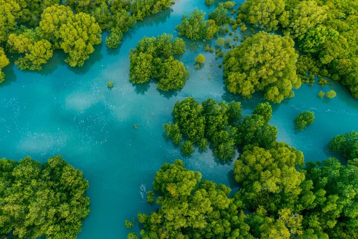 Mangrove Boat Tour Damas Island, Manuel Antonio