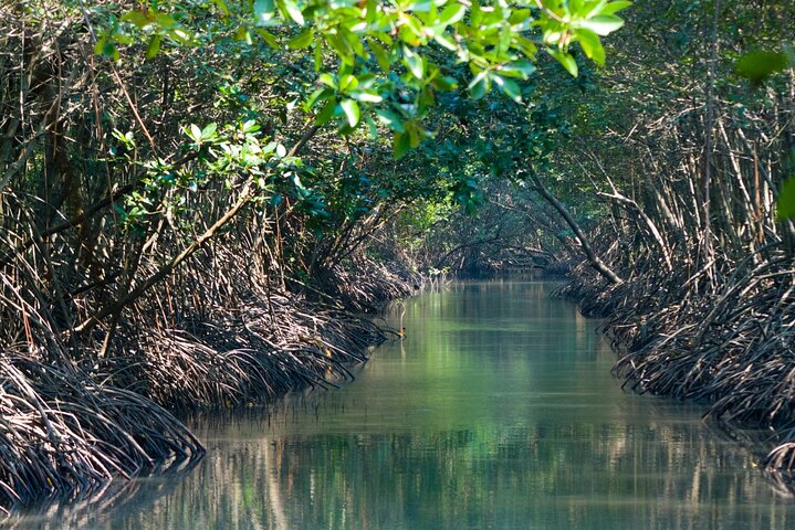 Mangrove Boat Tour Damas Island, Manuel Antonio