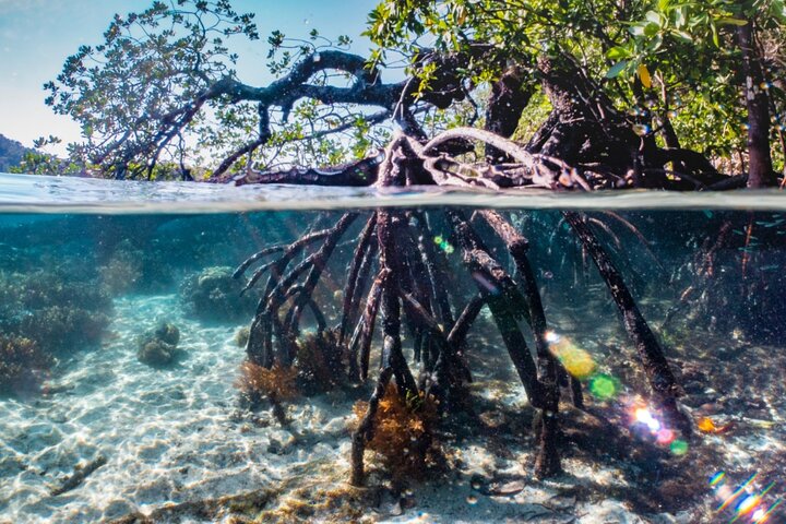 Mangrove Boat Tour Damas Island, Manuel Antonio
