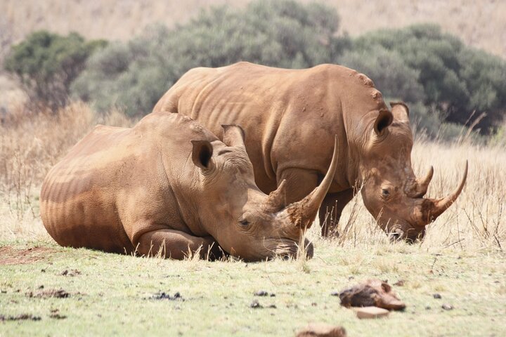 Rhino and Lion Park Safari Tour