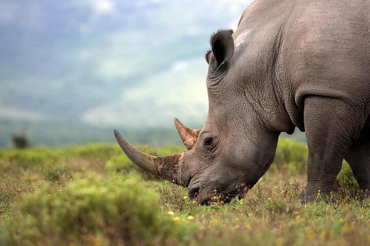 Rhino and Lion Park Safari Tour
