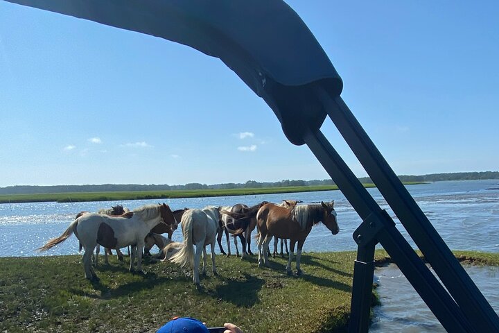 Chincoteague's Up The Bay Pony and Wildlife Tour by Boat