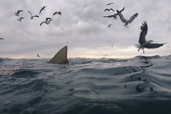 Shark Cage Diving and Whale Watching Combo in Gansbaai