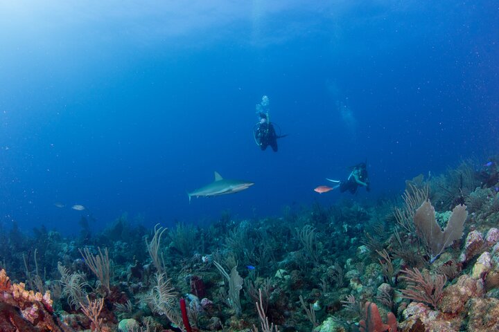 2-Tank Scuba Boat Trip in World-Class Sites @ Copamarina