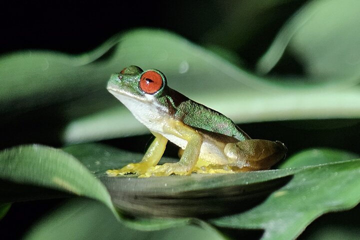 Monteverde Cloud Forest Night Wildlife Experience