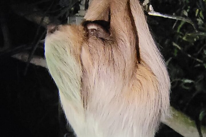Monteverde Cloud Forest Night Wildlife Experience