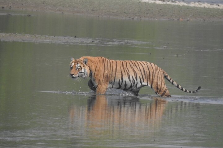 Full Day walking safari at Bardia National Park With LUNCH &GUIDE