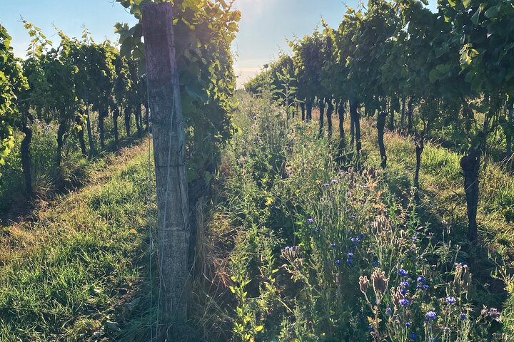 Discover Germanies best Red wines & dry Riesling in the Pfalz