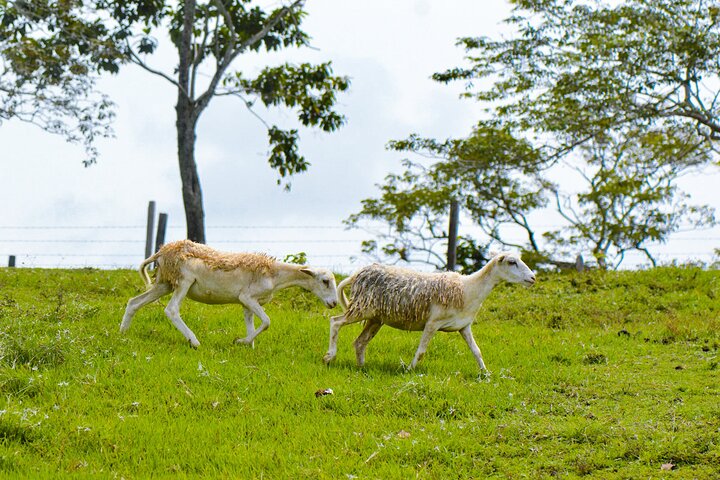 Tour to the Hacienda Nápoles Theme Park