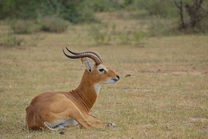 Queen Elizabeth National Park in Uganda 3 Days Safari Tour