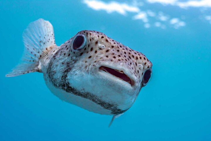 Huatulco Ocean Adventures