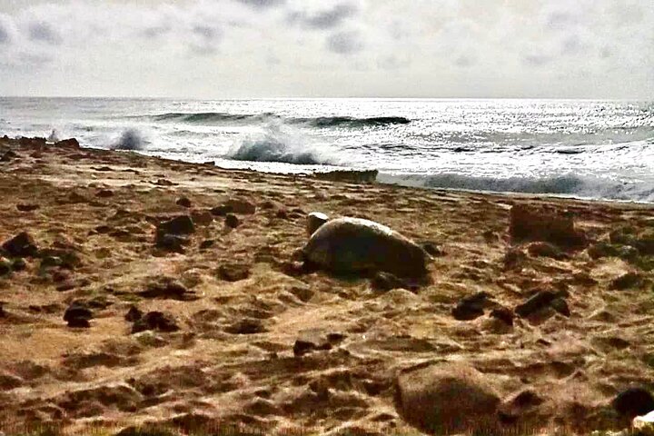 Guided turtle tour in a group in Boa Vista