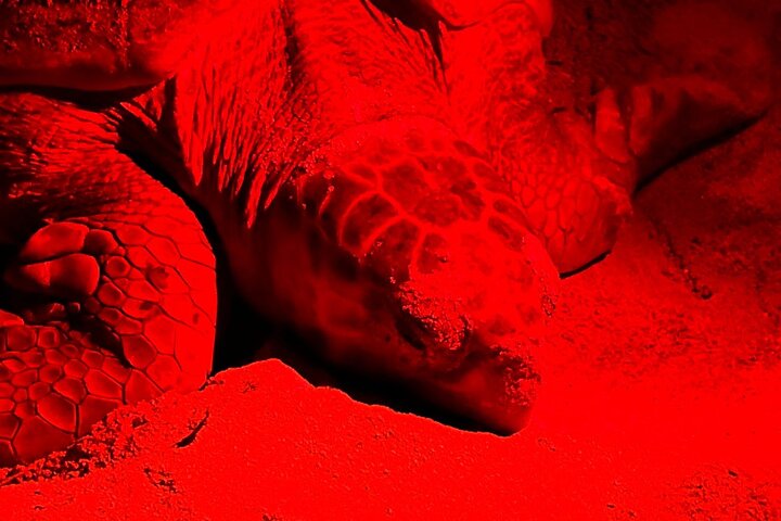 Guided turtle tour in a group in Boa Vista
