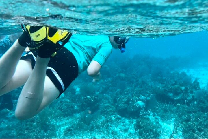 Half Day Reef Snorkel and Wildlife Tour