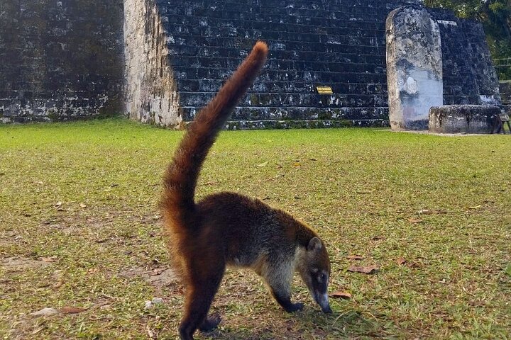 Tikal Private Tour From San Ignacio Belize with Lunch Included