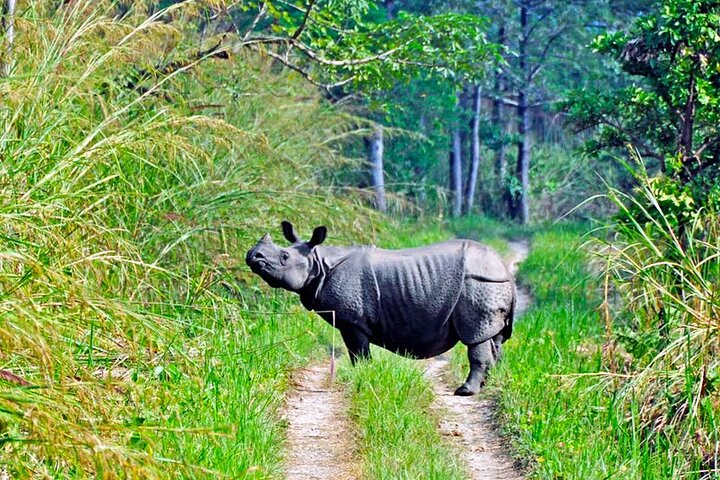 4 Days 3 Nights in Chitwan National Park Jungle Trek from Sauraha