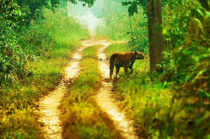 4 Days 3 Nights in Chitwan National Park Jungle Trek from Sauraha