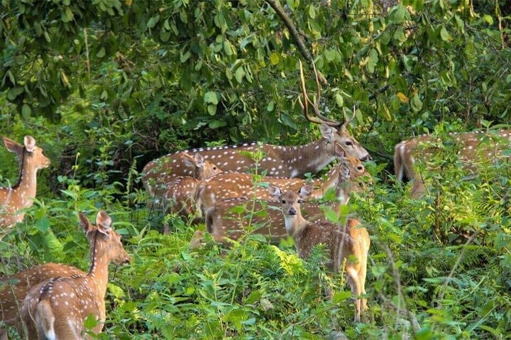 4 Days 3 Nights in Chitwan National Park Jungle Trek from Sauraha