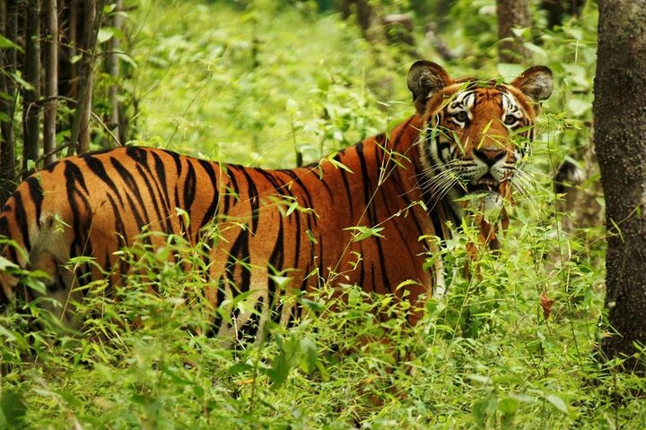 4 Days 3 Nights in Chitwan National Park Jungle Trek from Sauraha