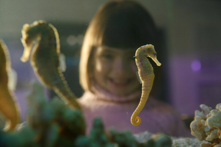 SEA LIFE Konstanz Admission Ticket