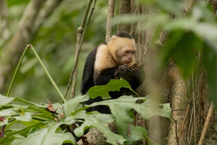 Tortuguero National Park Canal Tour with Canoe