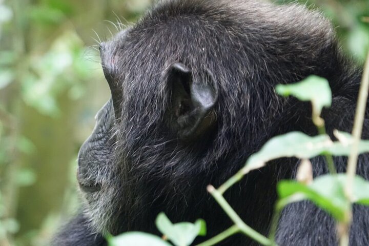 3 Day Private Gorilla and Safari Tour in Uganda