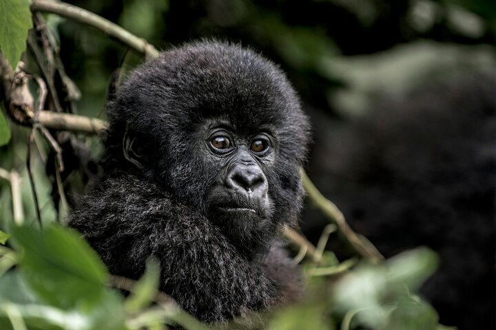 3 Day Private Gorilla and Safari Tour in Uganda
