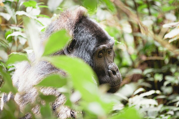 3 Day Private Gorilla and Safari Tour in Uganda