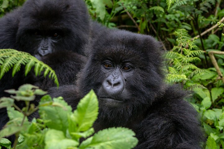 3 Day Private Gorilla and Safari Tour in Uganda