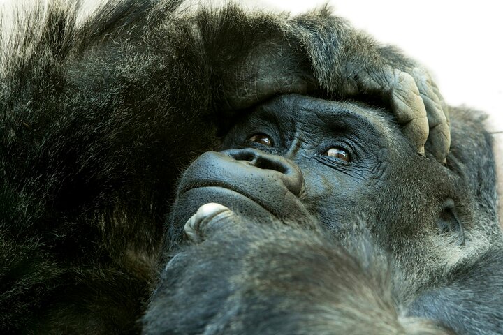 3 Day Private Gorilla and Safari Tour in Uganda