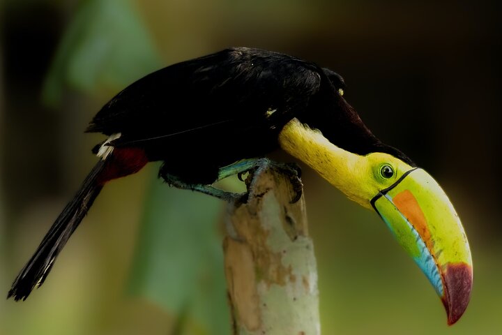 Tortuguero National Park Canal Tour with Canoe