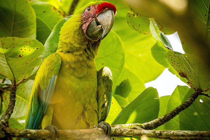 Tortuguero National Park Canal Tour with Canoe