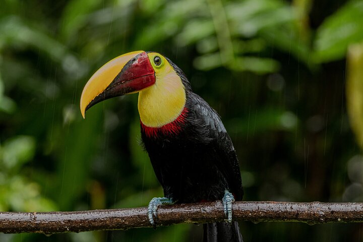 Tortuguero National Park Canal Tour with Canoe