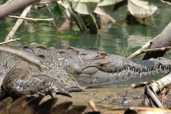 Tortuguero National Park Canal Tour with Canoe