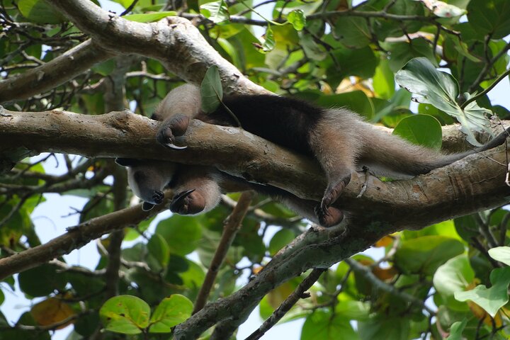 Tortuguero National Park Canal Tour with Canoe